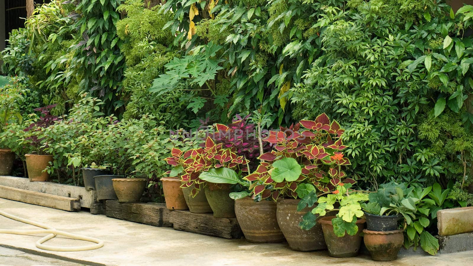 Row of flower pots in the garden