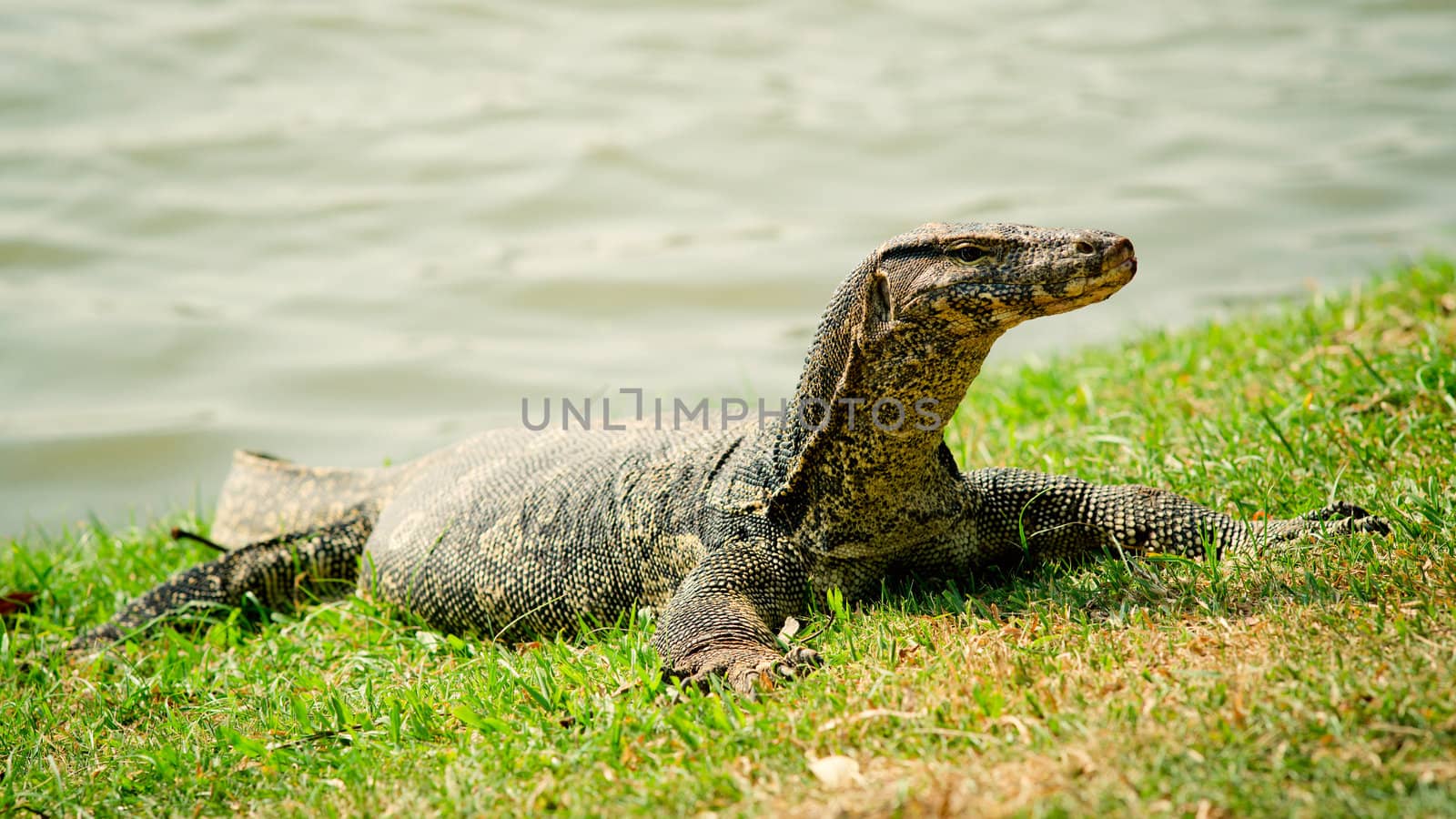 Large monitor lizard on the grass, close-up