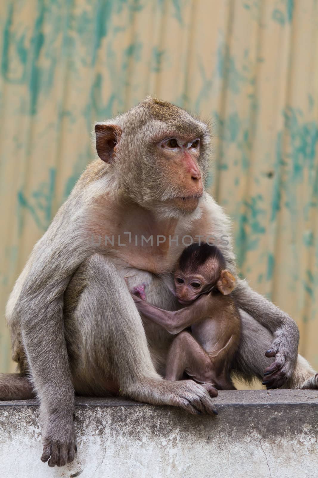 monkey and its baby sitting on the wall in Lopburi of Thailand