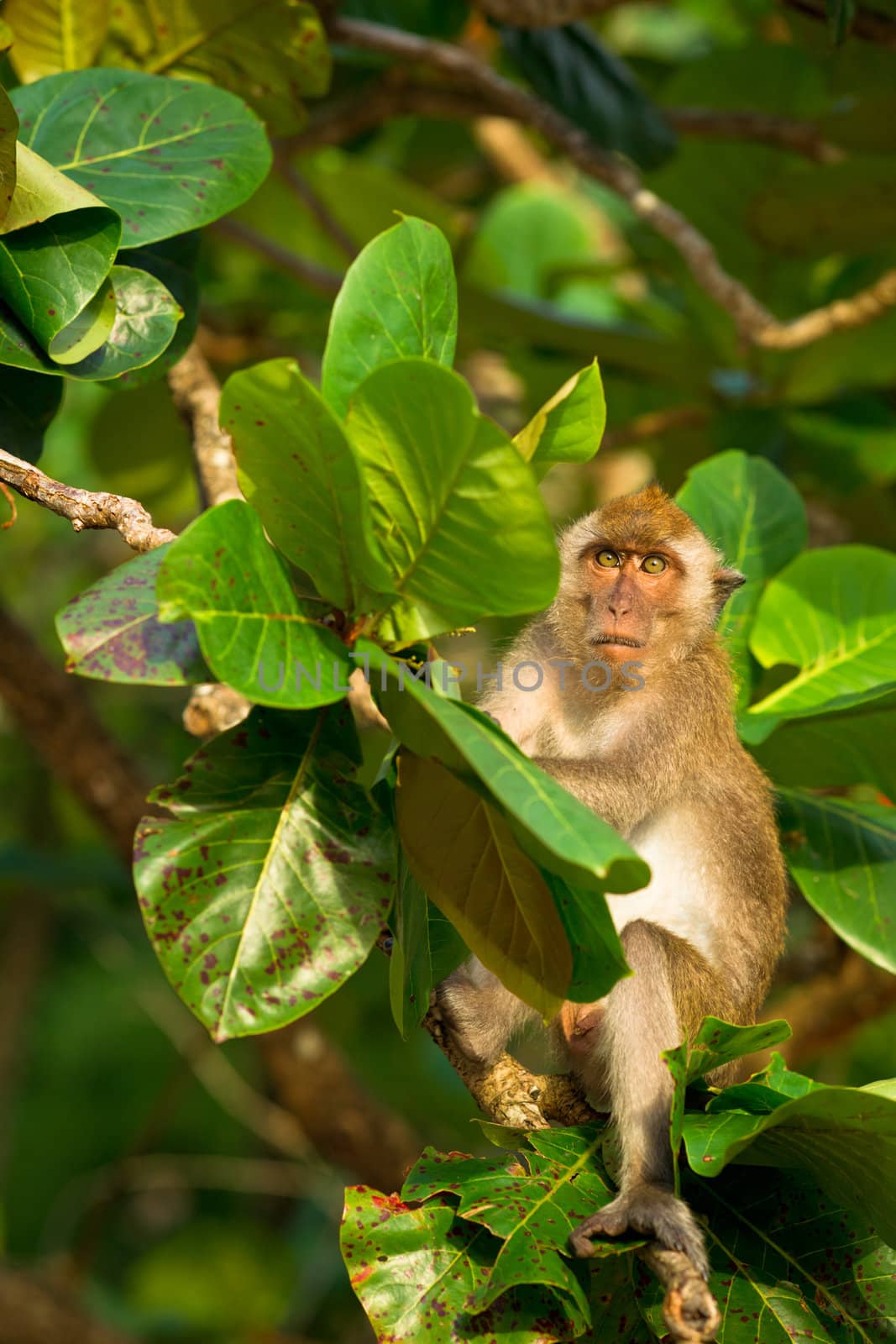 Angry looking monkey on the tropical tree 