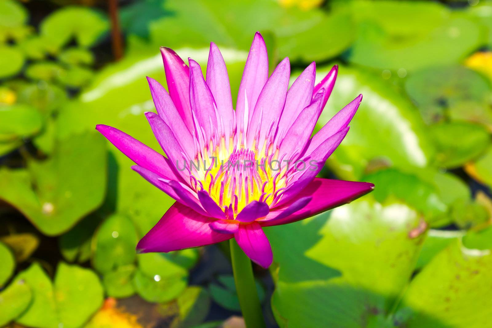 beautiful pink lotus with background of green lea by lavoview