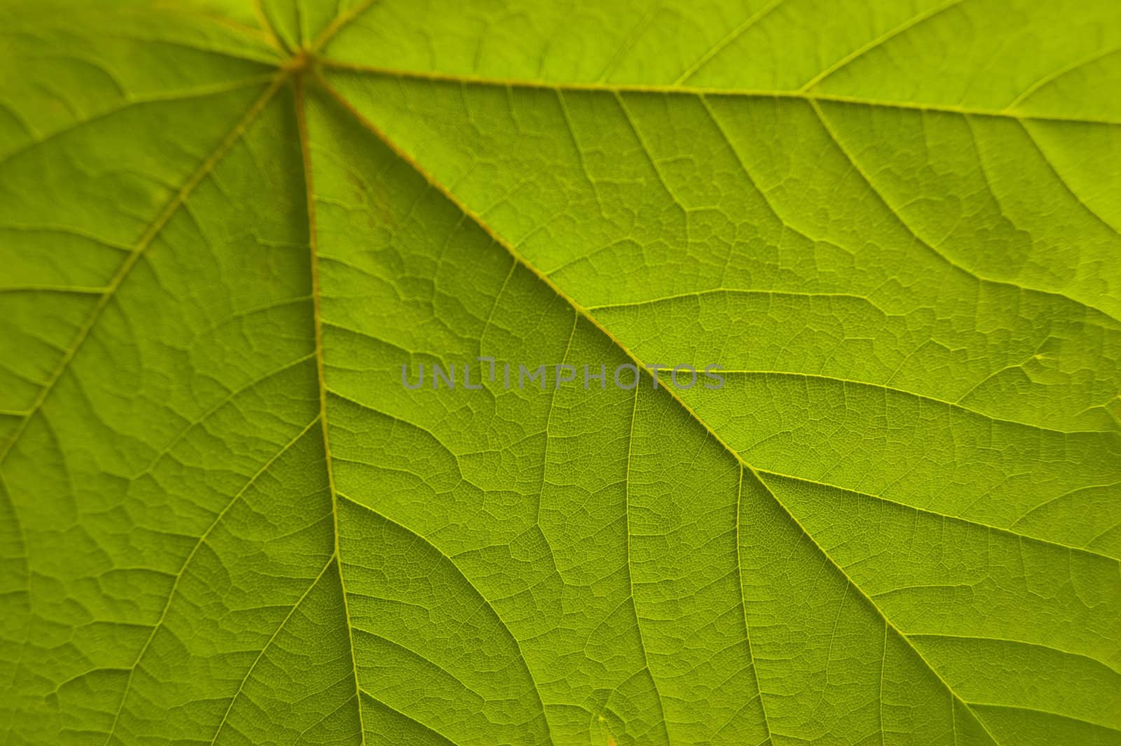 A Colourful Macro Photo of a Veined Leaf