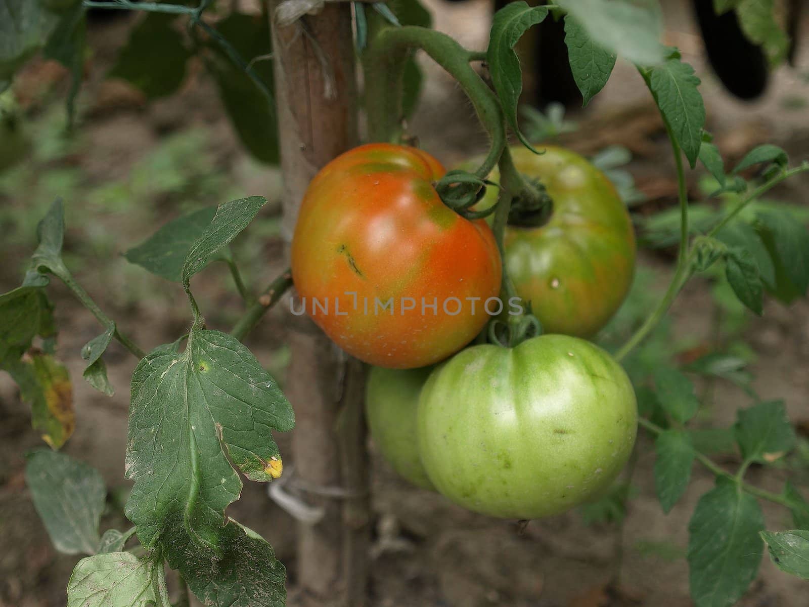 A single red tomato among many green tomatoes