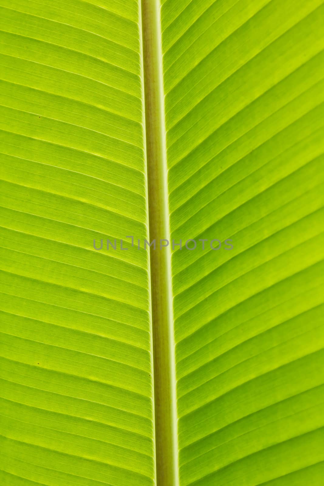 Fresh green banana leaf can be used for backgrounds.