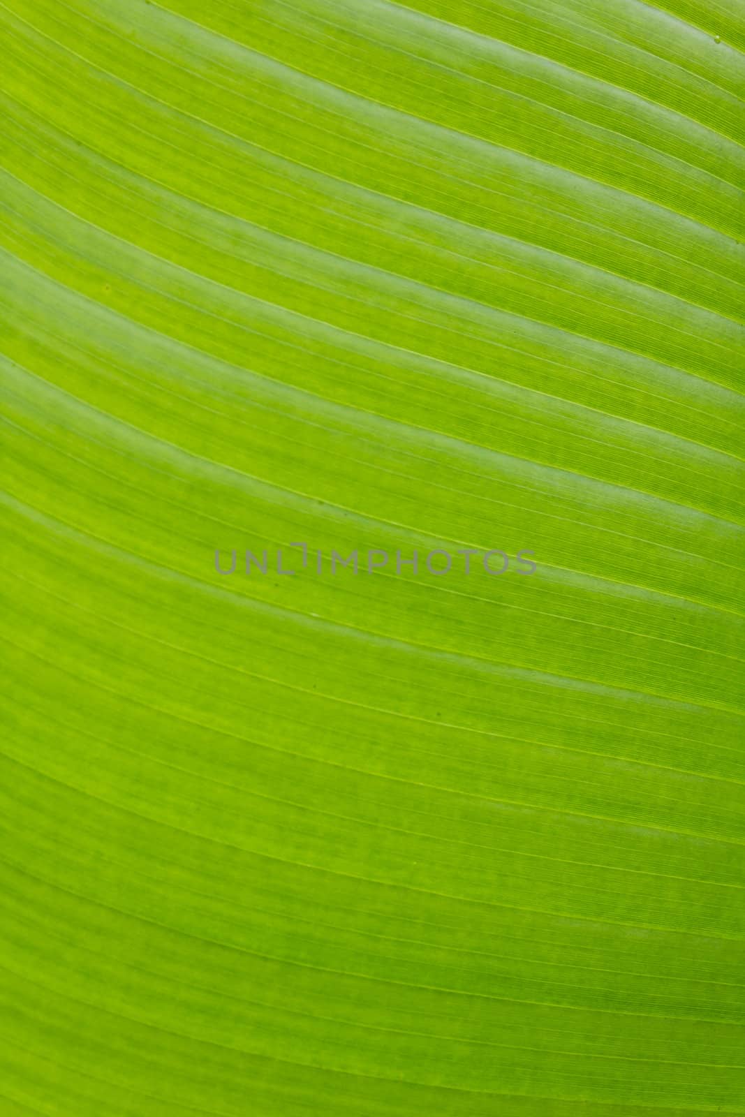 Fresh green banana leaf can be used for backgrounds.