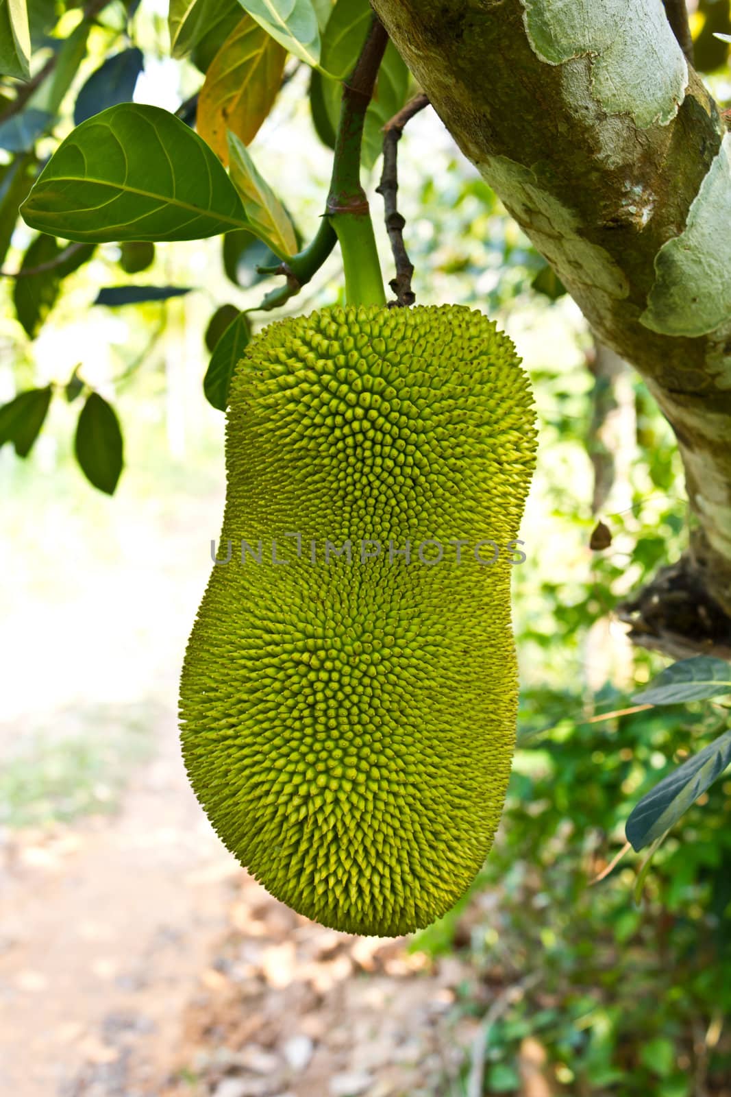 young jackfruit on tree  by lavoview