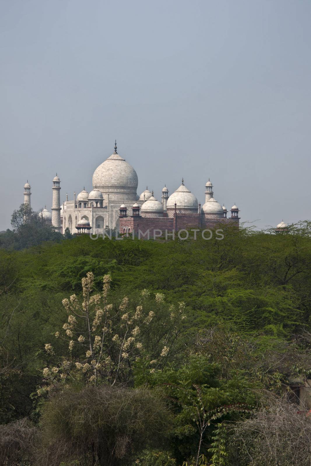 Taj Mahal mausoleum in the distance over forest at India's Agra. by Claudine