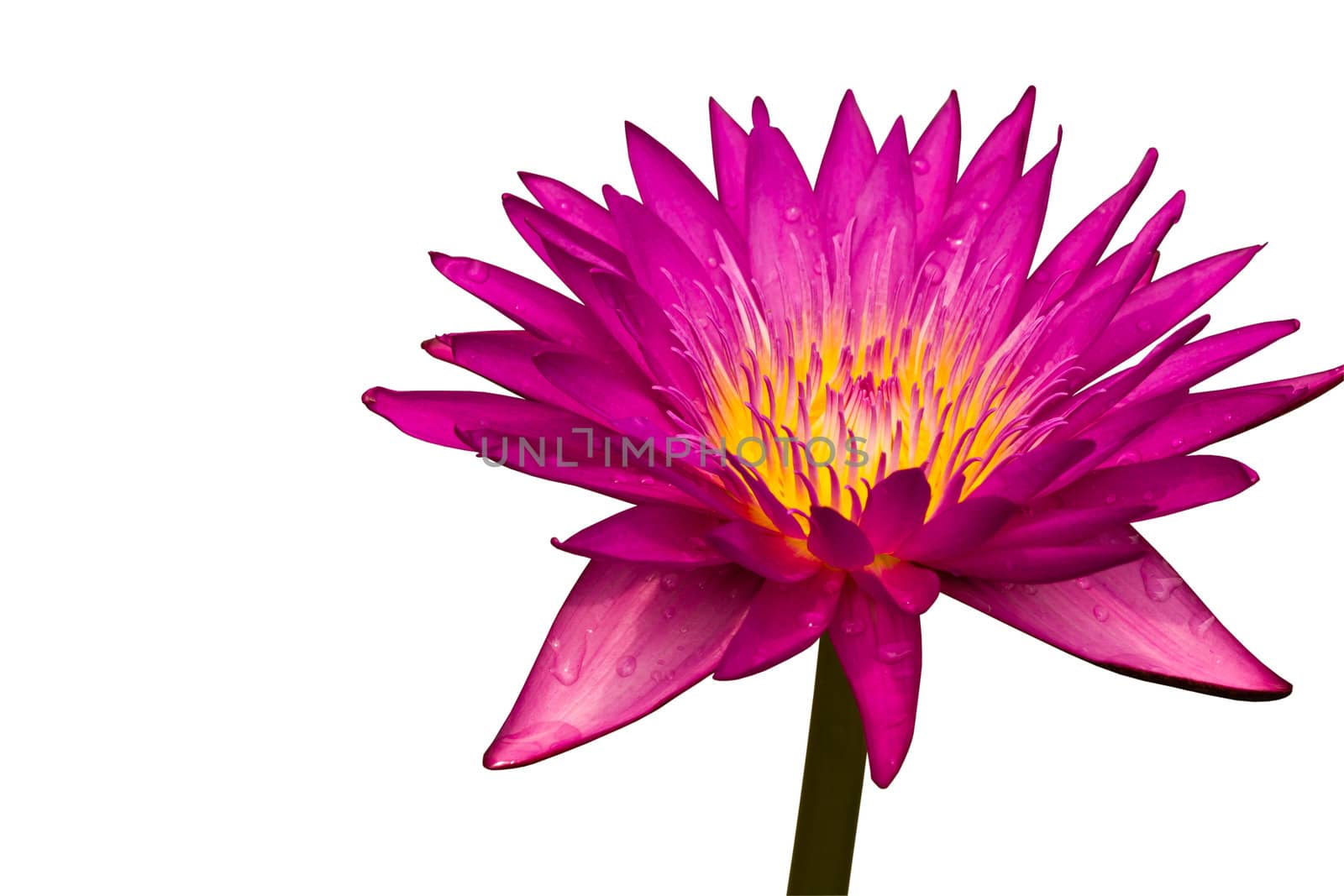 Pink lotus, Water lily  by lavoview