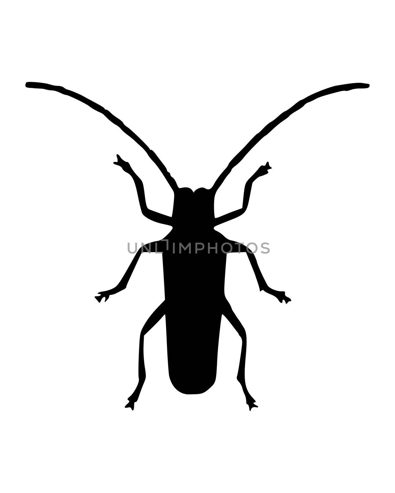 Long horn beetle by rbiedermann