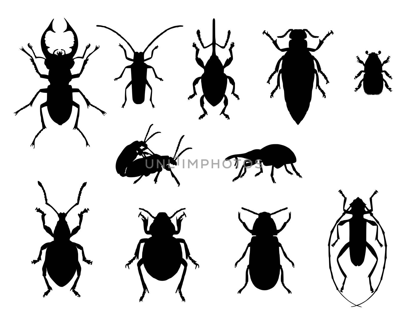 Collection of beetles by rbiedermann