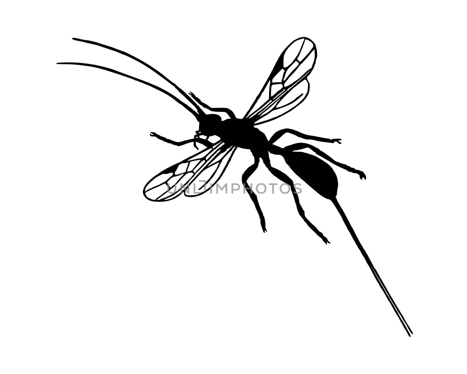 Braconid wasp by rbiedermann