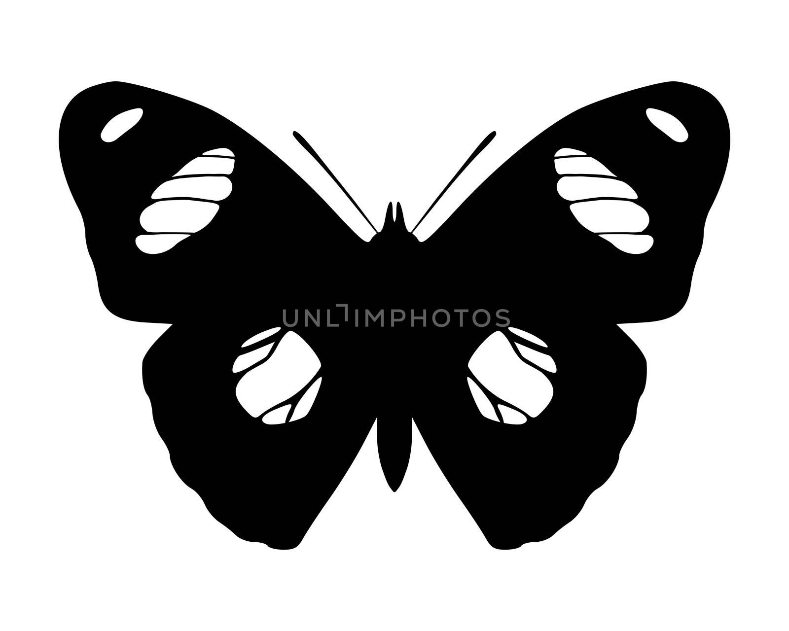 Butterfly by rbiedermann