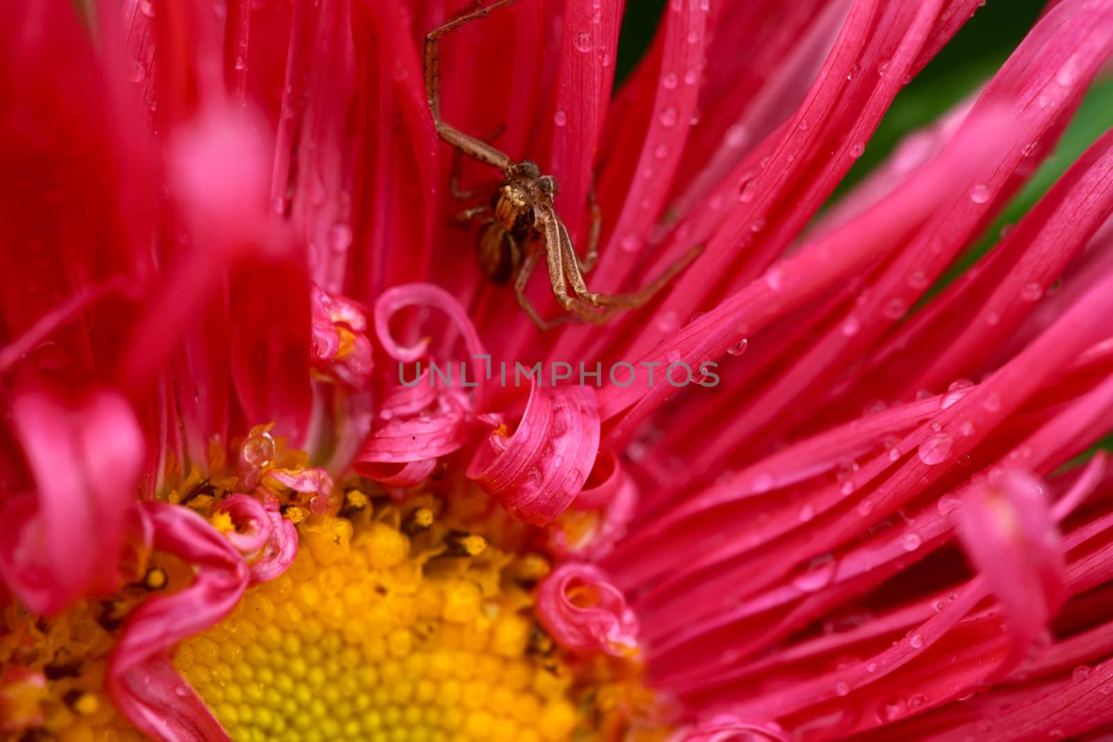 Hunting spider on the wet aster.