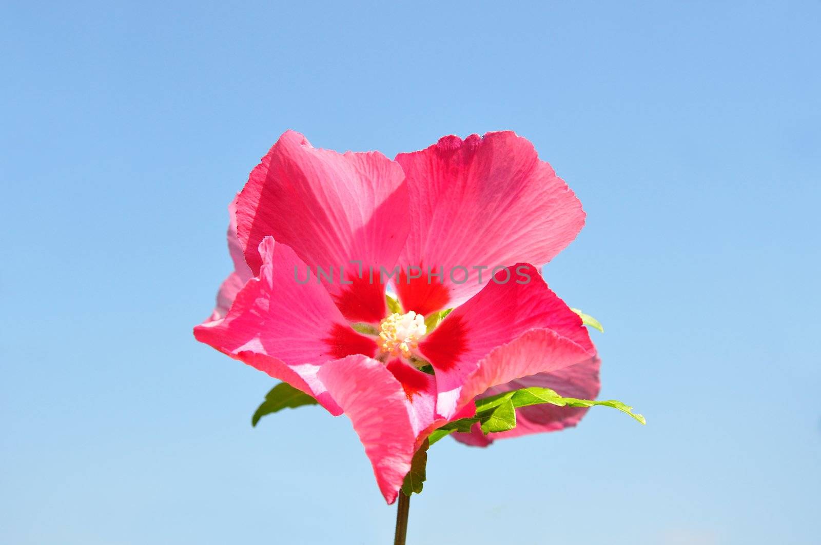 Hibiscus flower by rbiedermann
