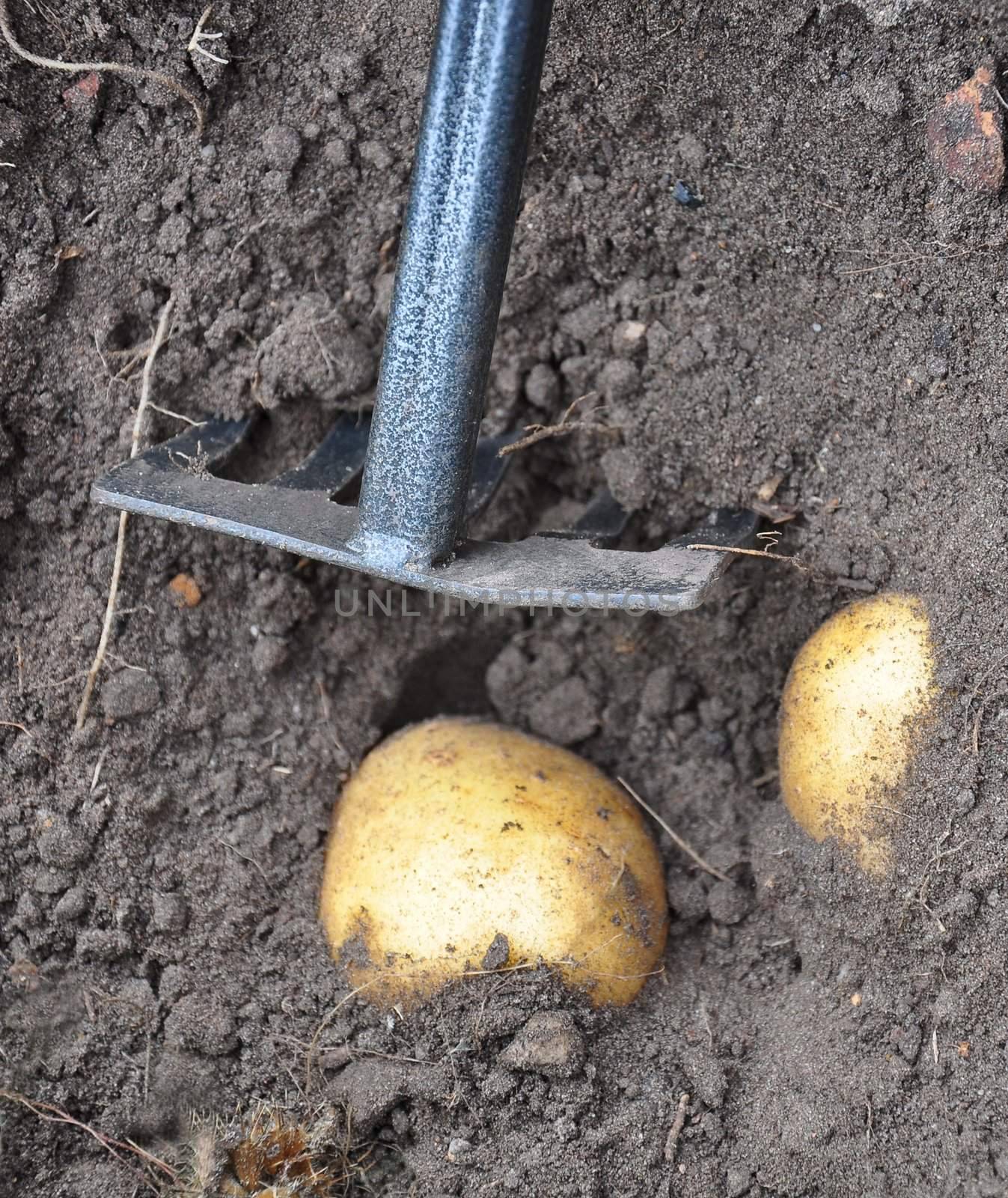 Harvesting potatoes by rbiedermann