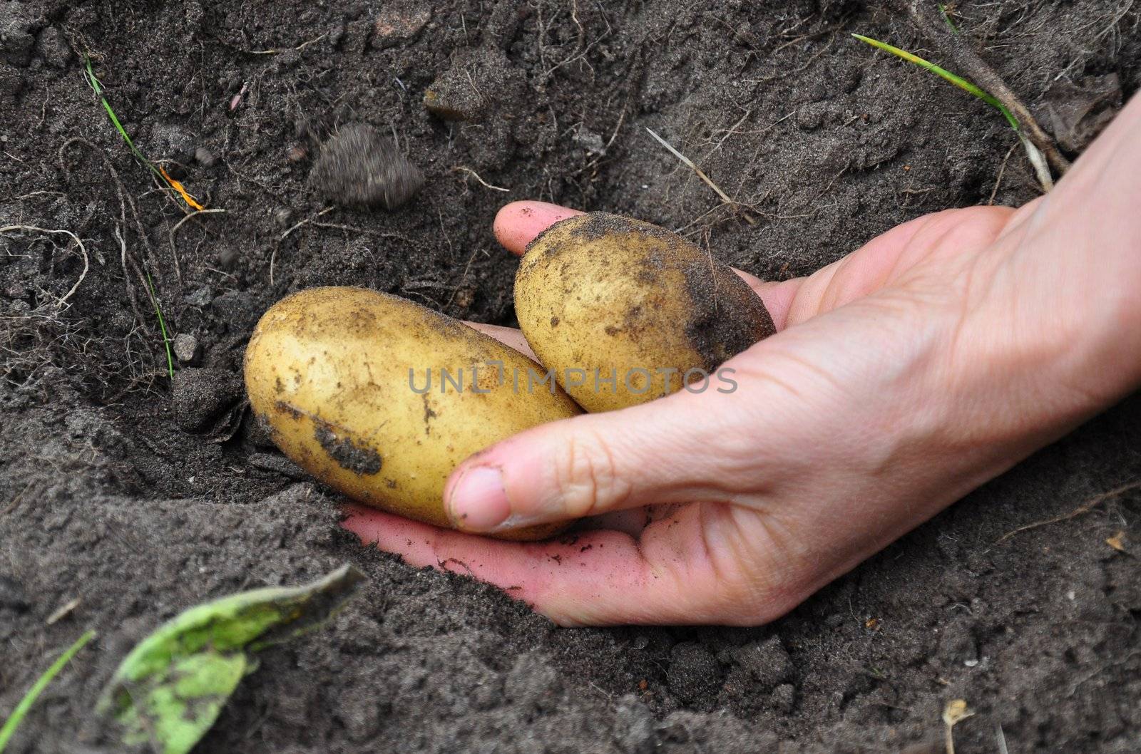 Harvesting potatoes by rbiedermann
