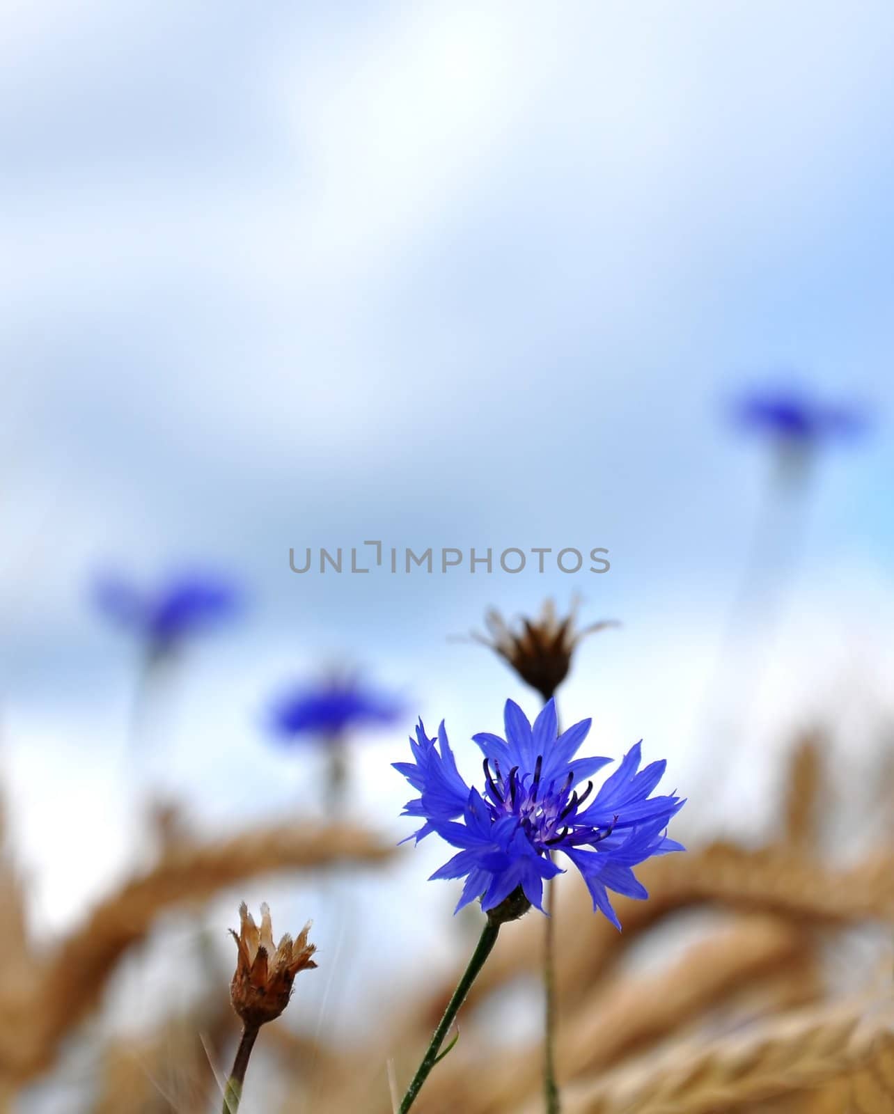 Cornflowers (Centaurea cyanus) by rbiedermann