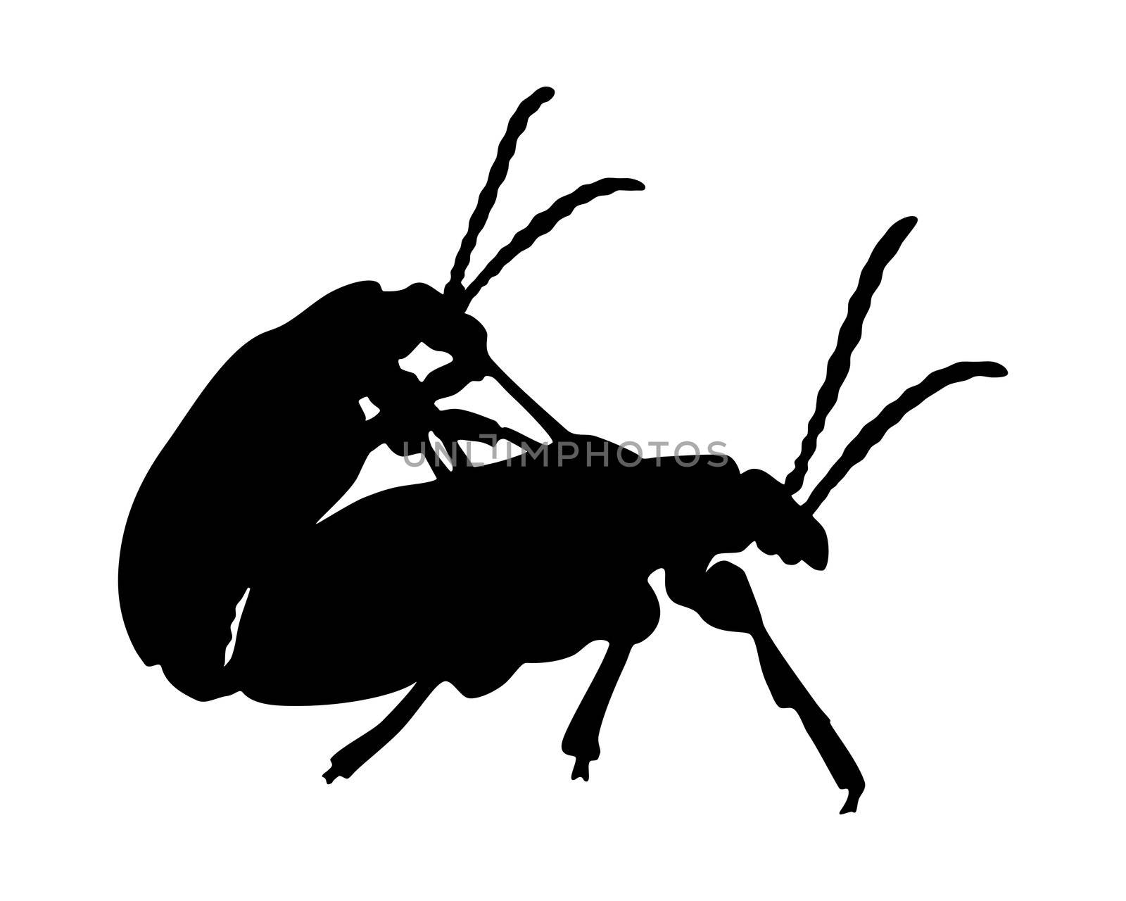 Beetles in copulation