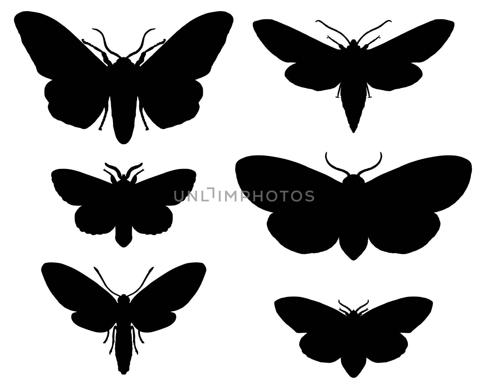 Moths by rbiedermann