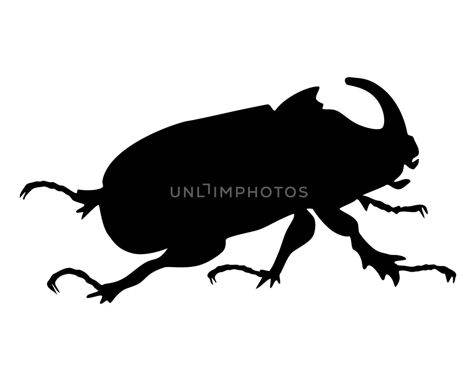 Rhinoceros beetle by rbiedermann