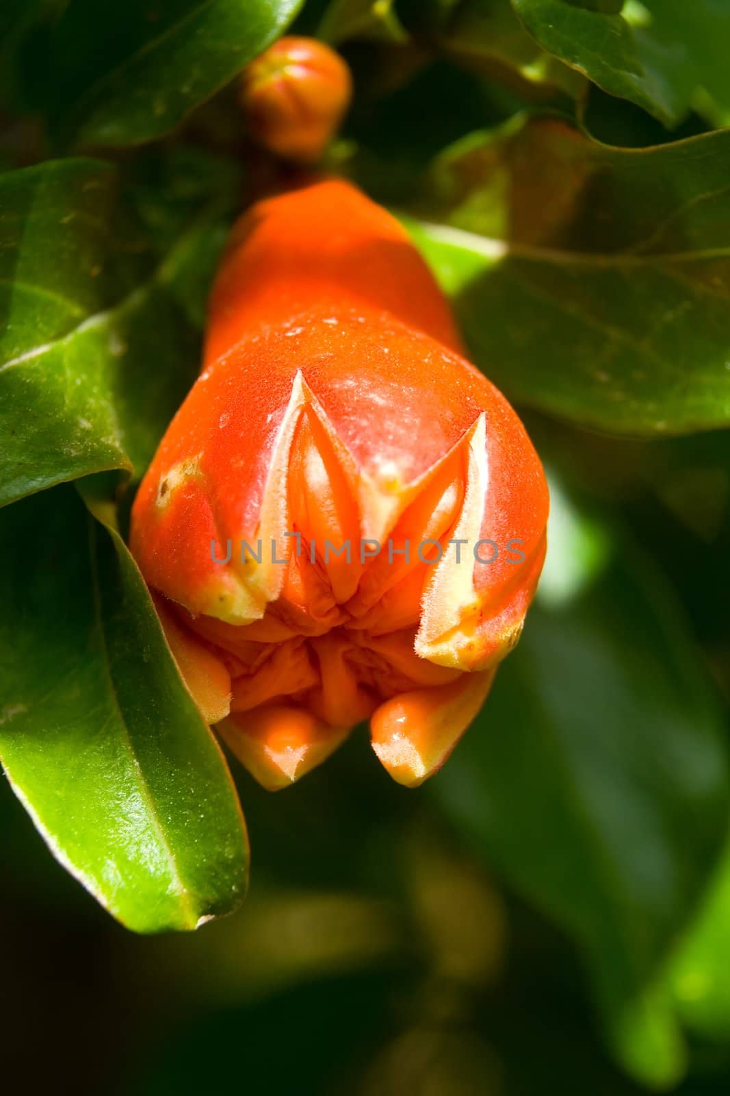 Pomegranate flower in green foliage on a natural background
