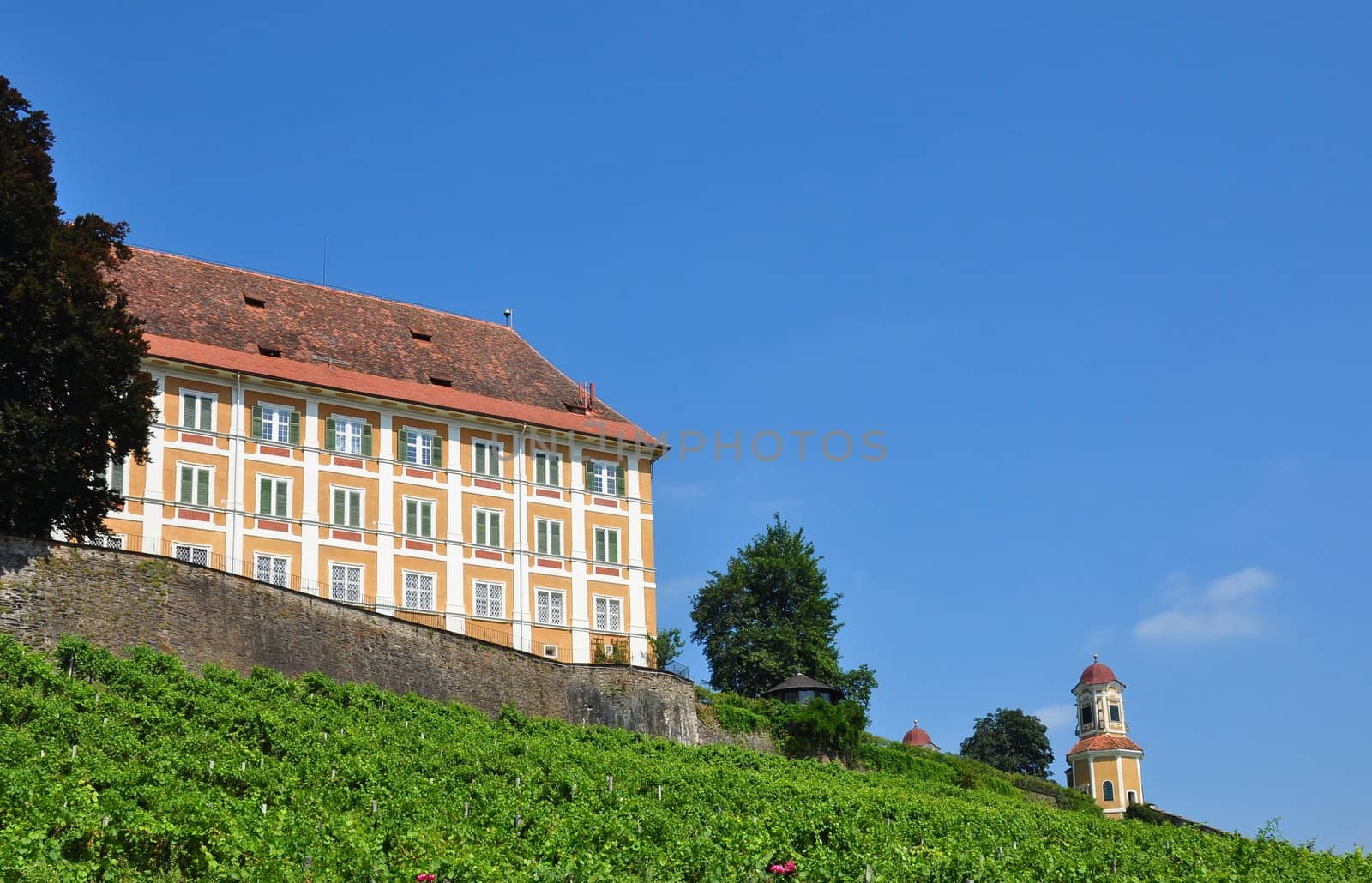 Vineyard at Castle Stainz, Styria, Austria