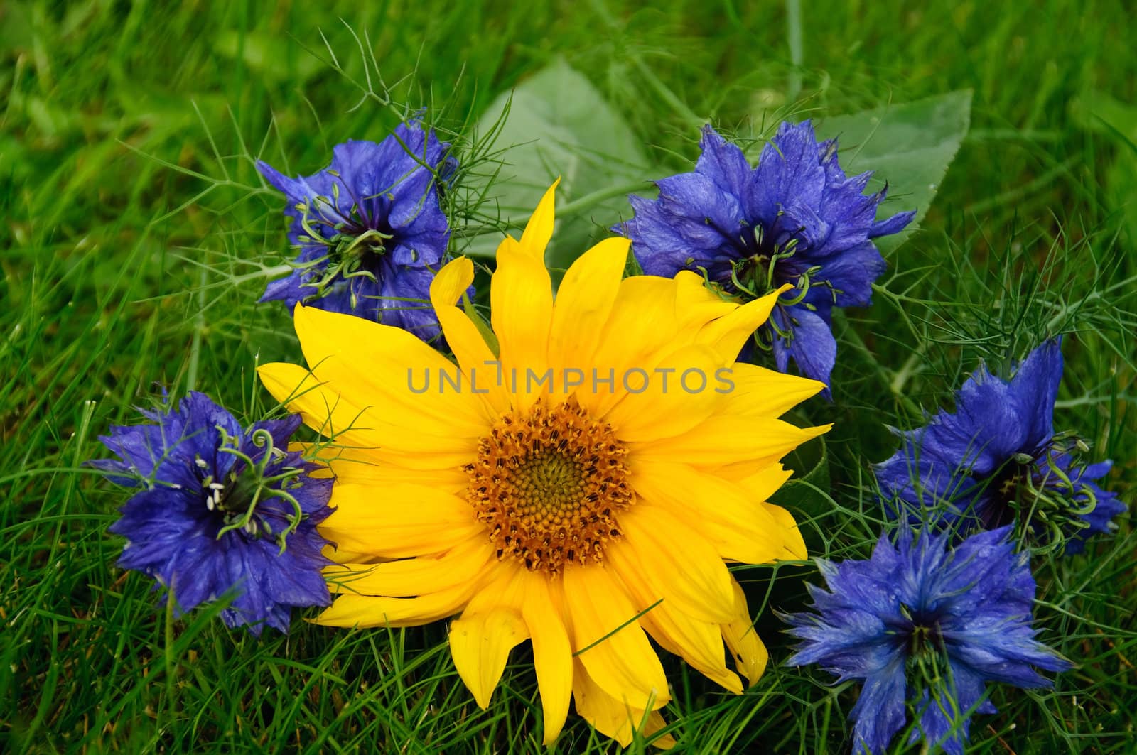A sun flower and Nigella Damascena (love in a mist) lying in the grass
