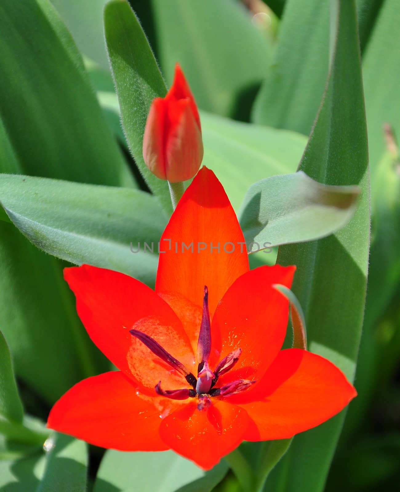 Tulip by rbiedermann