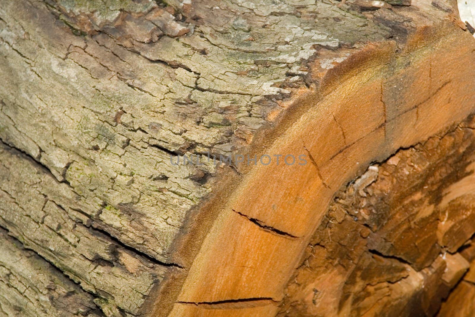 Section of an old tree. Natural background.