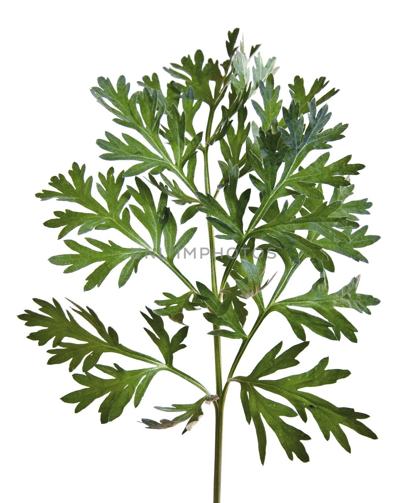 Common Wormwood (Artemisia absinthium) by rbiedermann