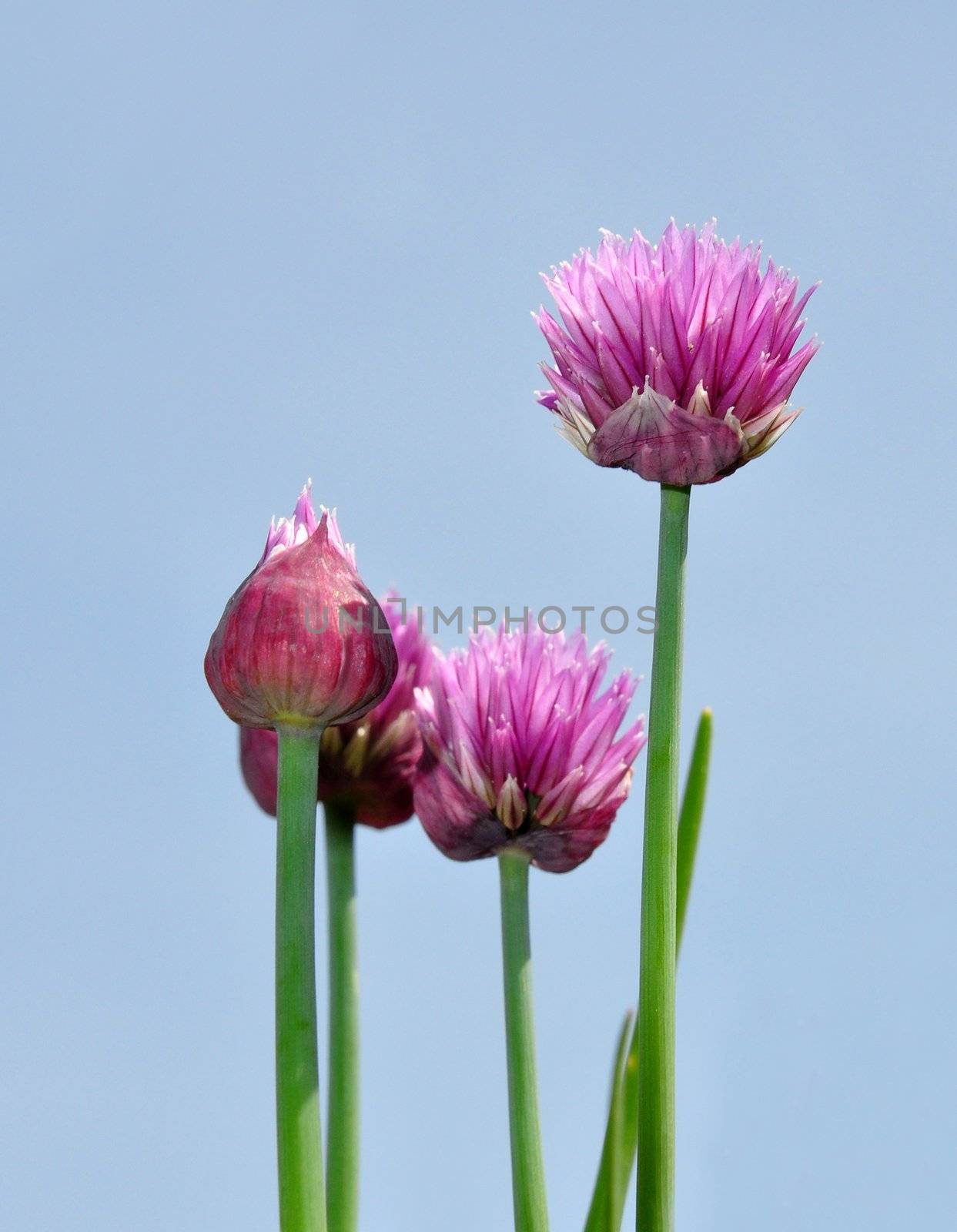 Onion flowers