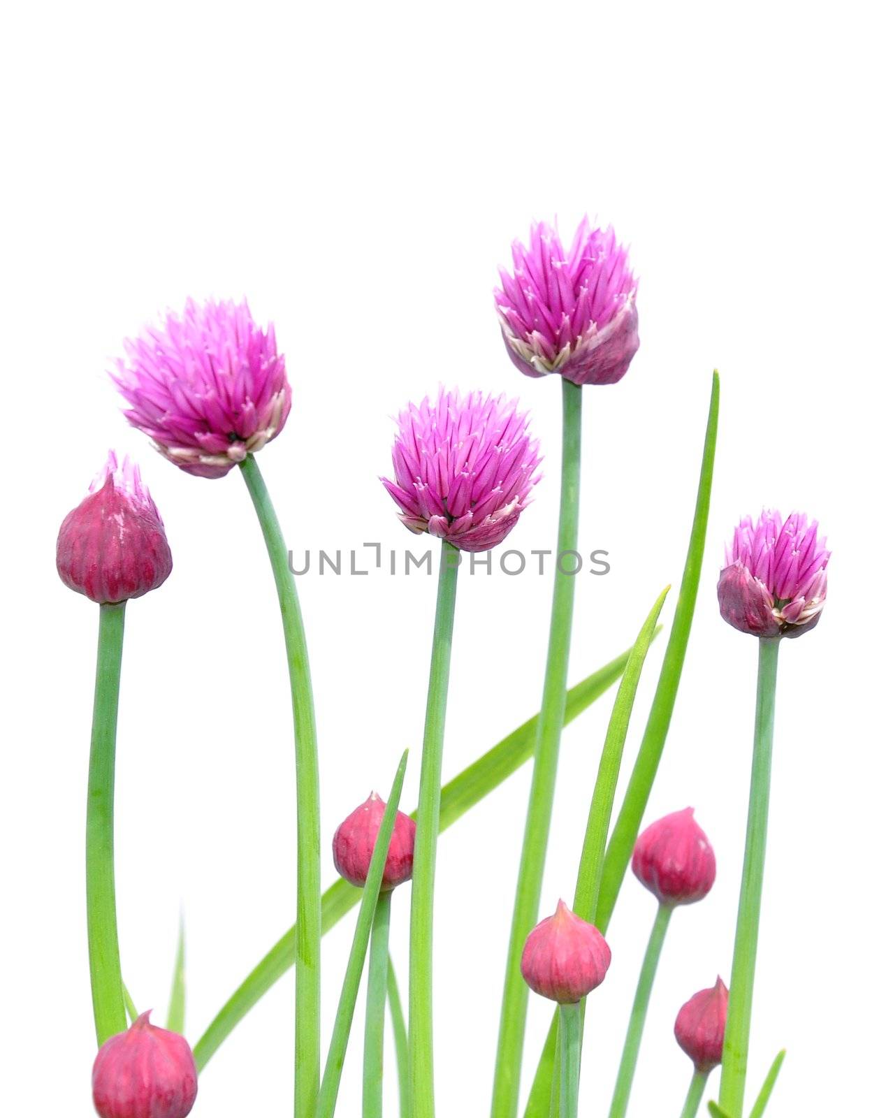 Onion flowers