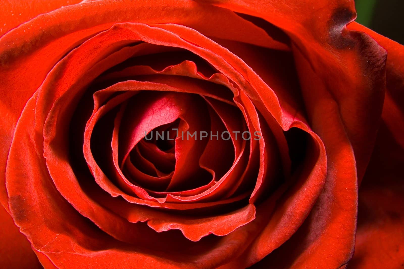 Red rose photographed closeup for use as a background at design