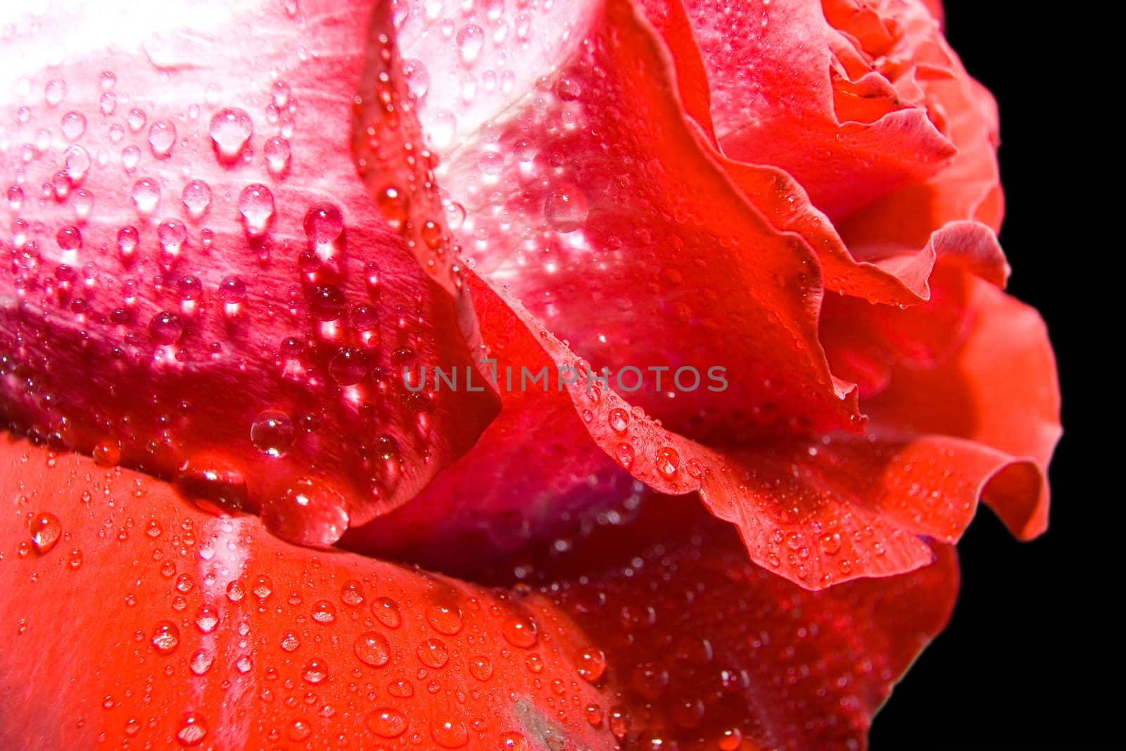 Red rose photographed closeup for use as a background at design