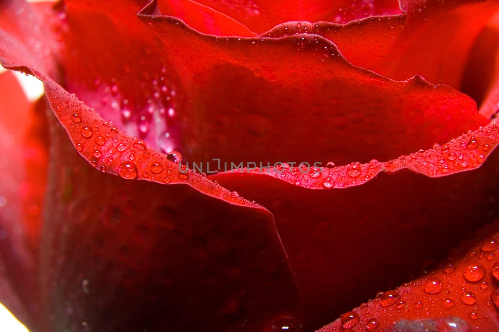 Red rose photographed closeup for use as a background at design