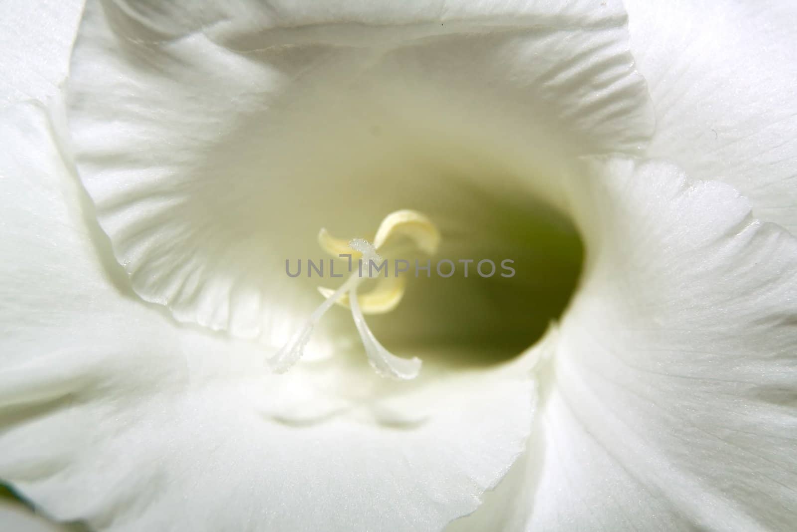 The flower of a white gladiolus photographed closeup