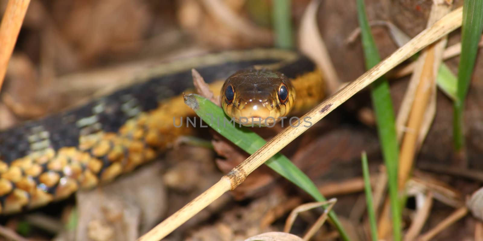 Garter Snake (Thamnophis sirtalis) found in the midwestern USA.