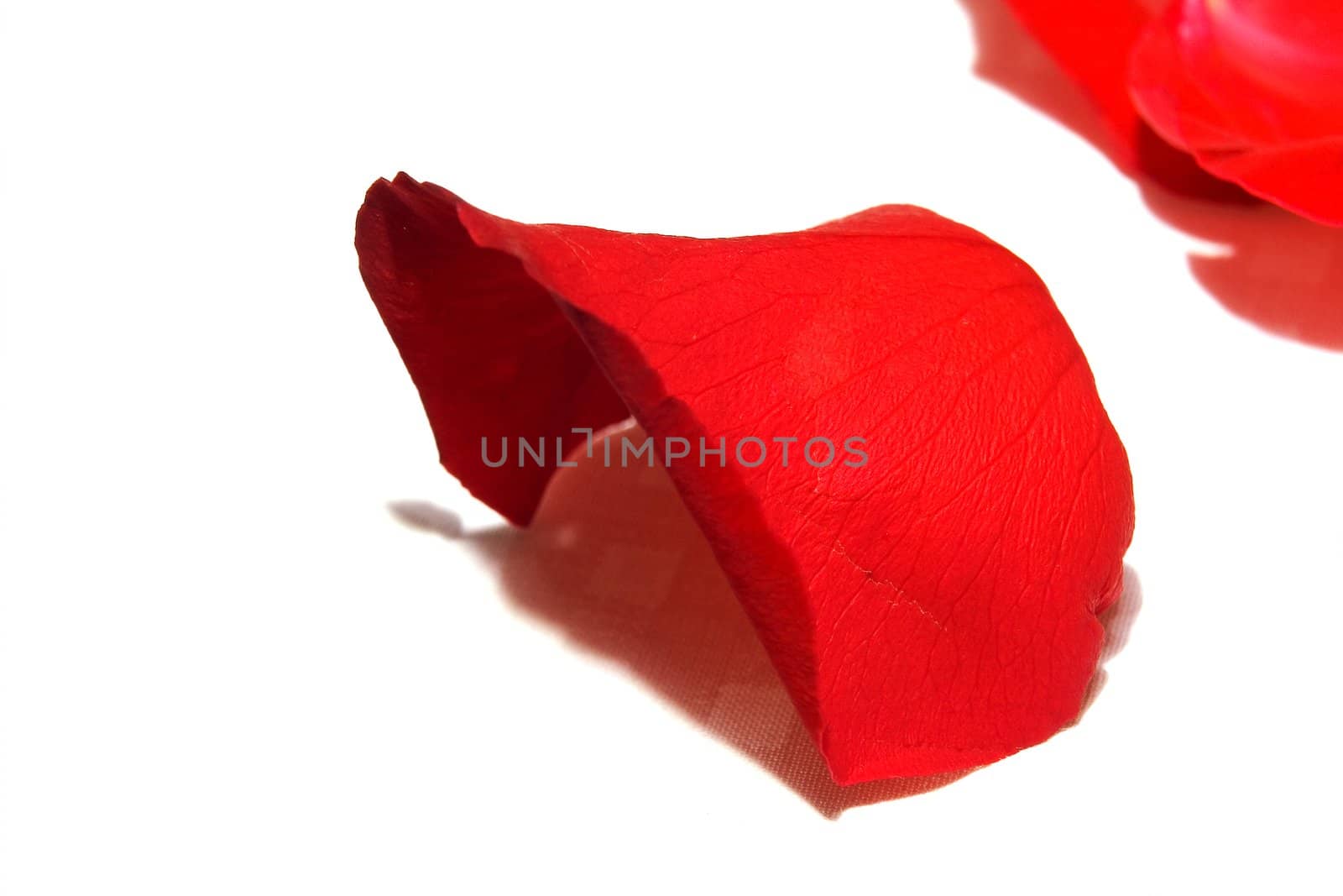 Petals of a red rose on a white background