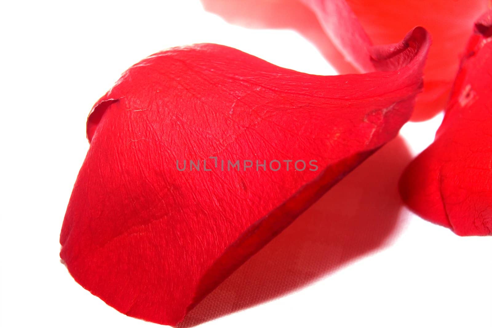 Petals of a red rose on a white background