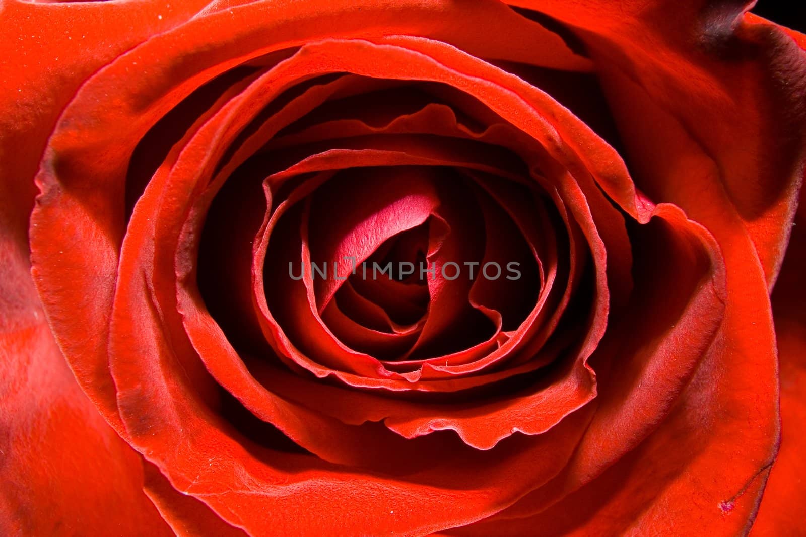 Red rose photographed closeup for use as a background at design