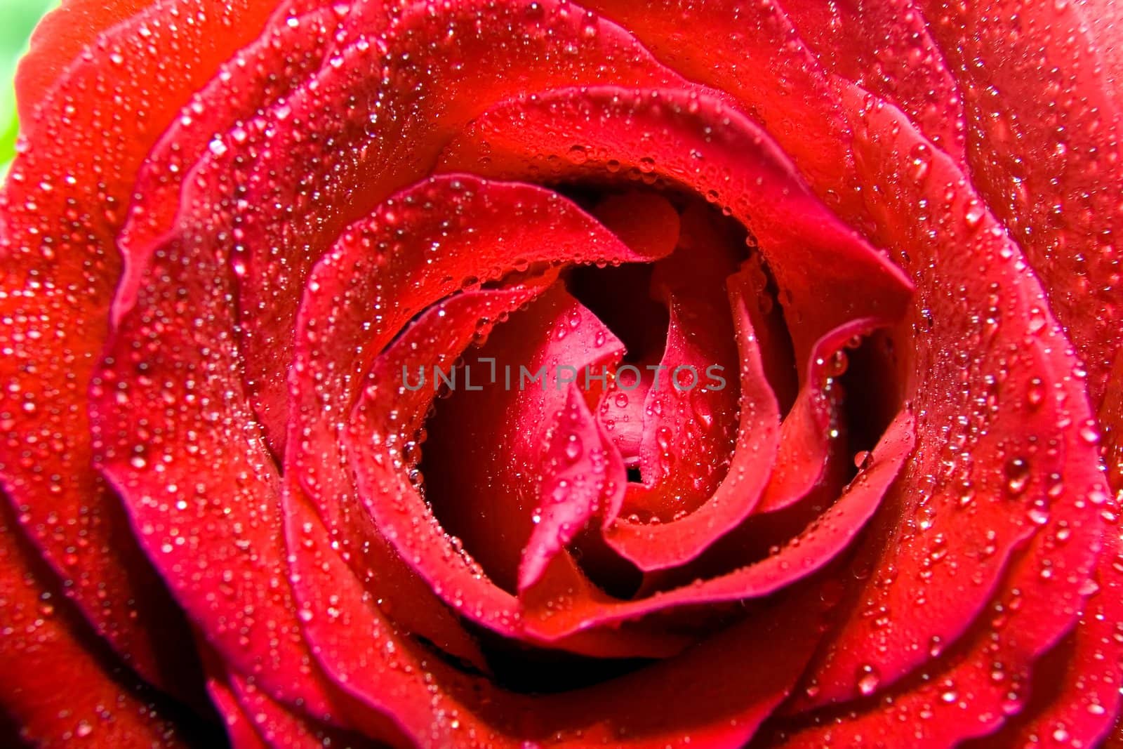 Red rose photographed closeup for use as a background at design