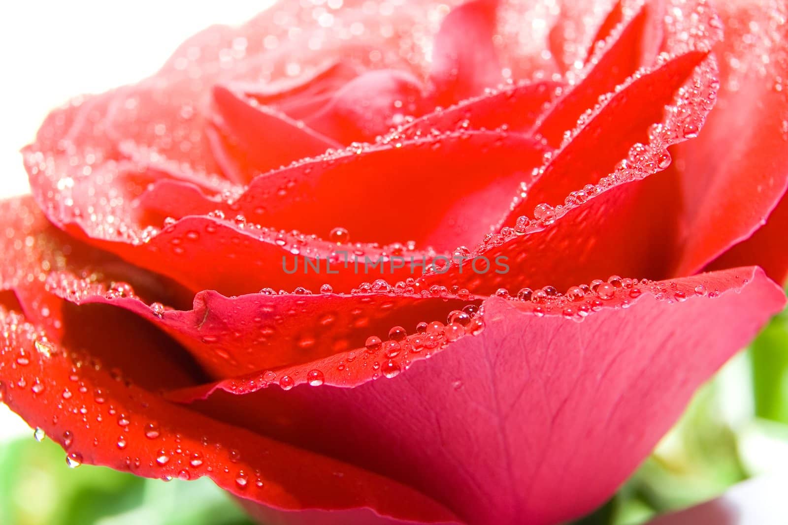 Red rose photographed closeup for use as a background at design