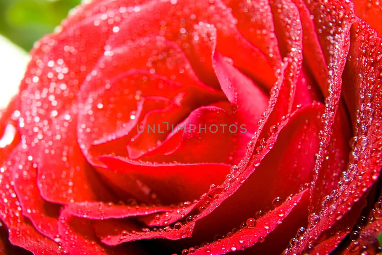 Red rose photographed closeup for use as a background at design