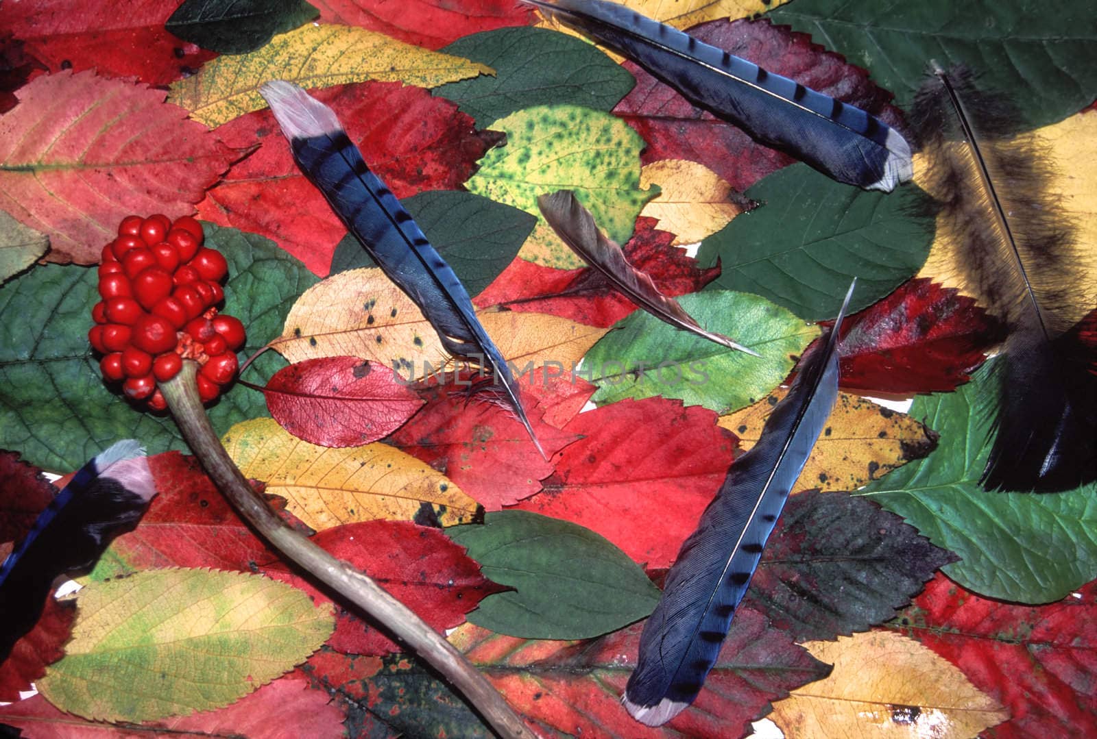 Brightly colored autumn background of leaves and feathers.