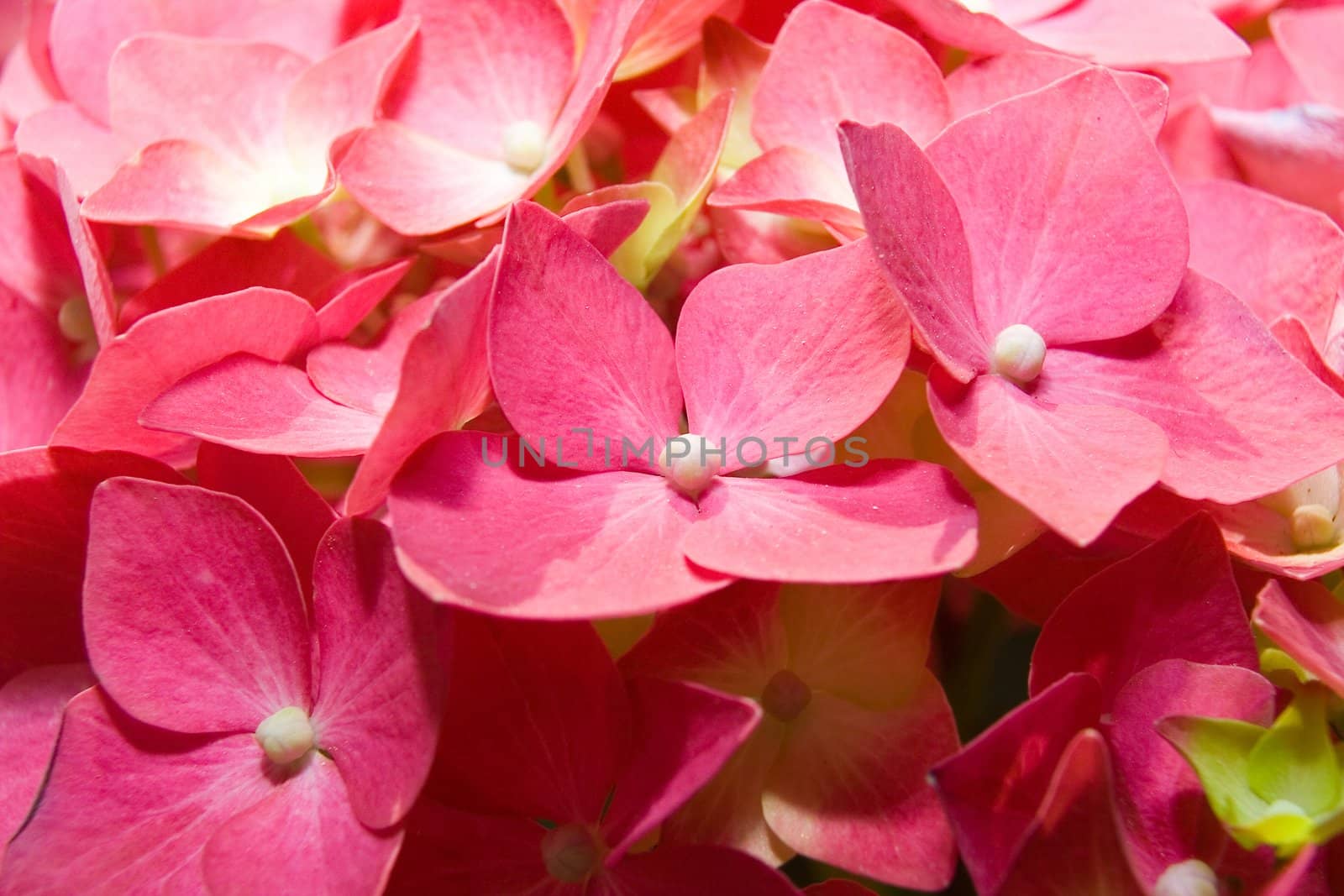 The flowers of a pink hydrangea (Hortensia ) photographed close up