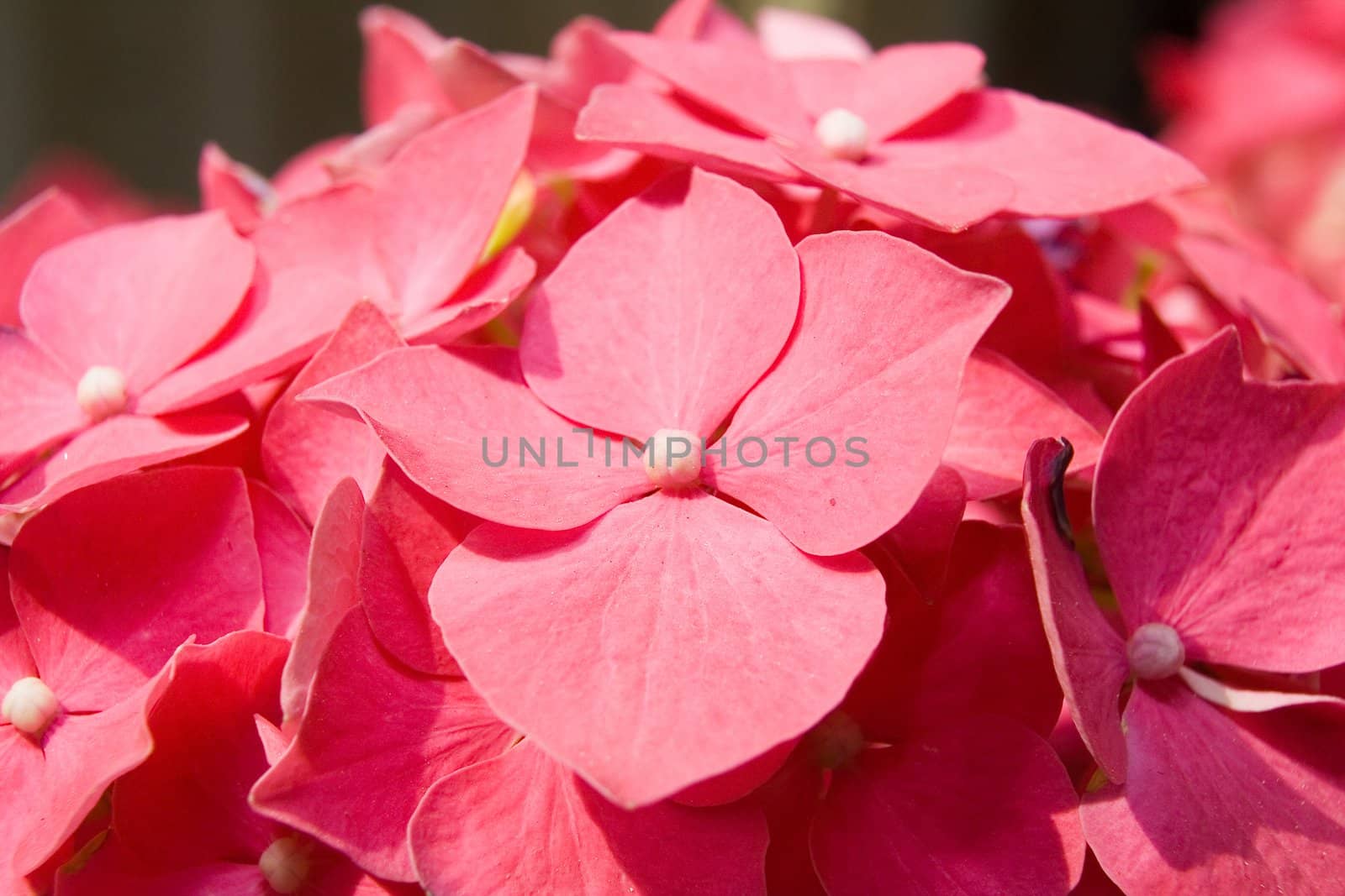 The flowers of a pink hydrangea (Hortensia ) photographed close up