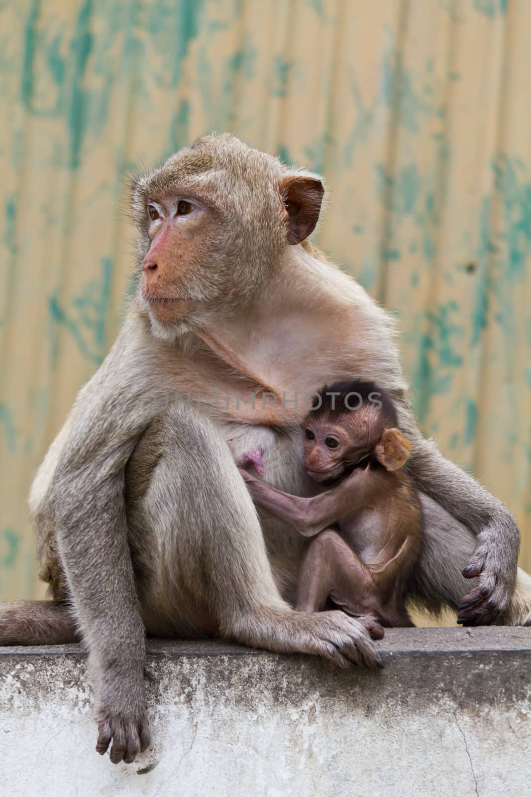 monkey and its baby sitting on the wall in Lopburi of Thailand