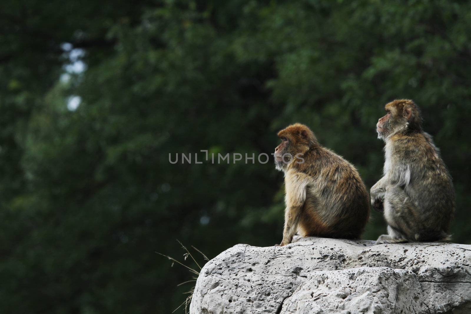 Two Barbary Macaques (Macaca sylvanus) look out in the distance on a cliff.