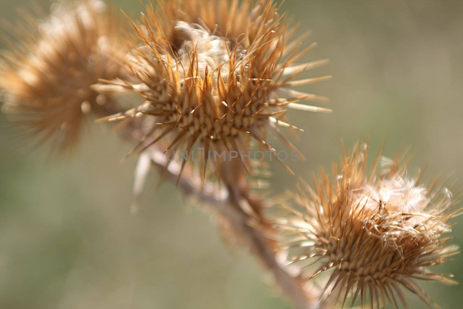 Macro dry weeds in the meadow