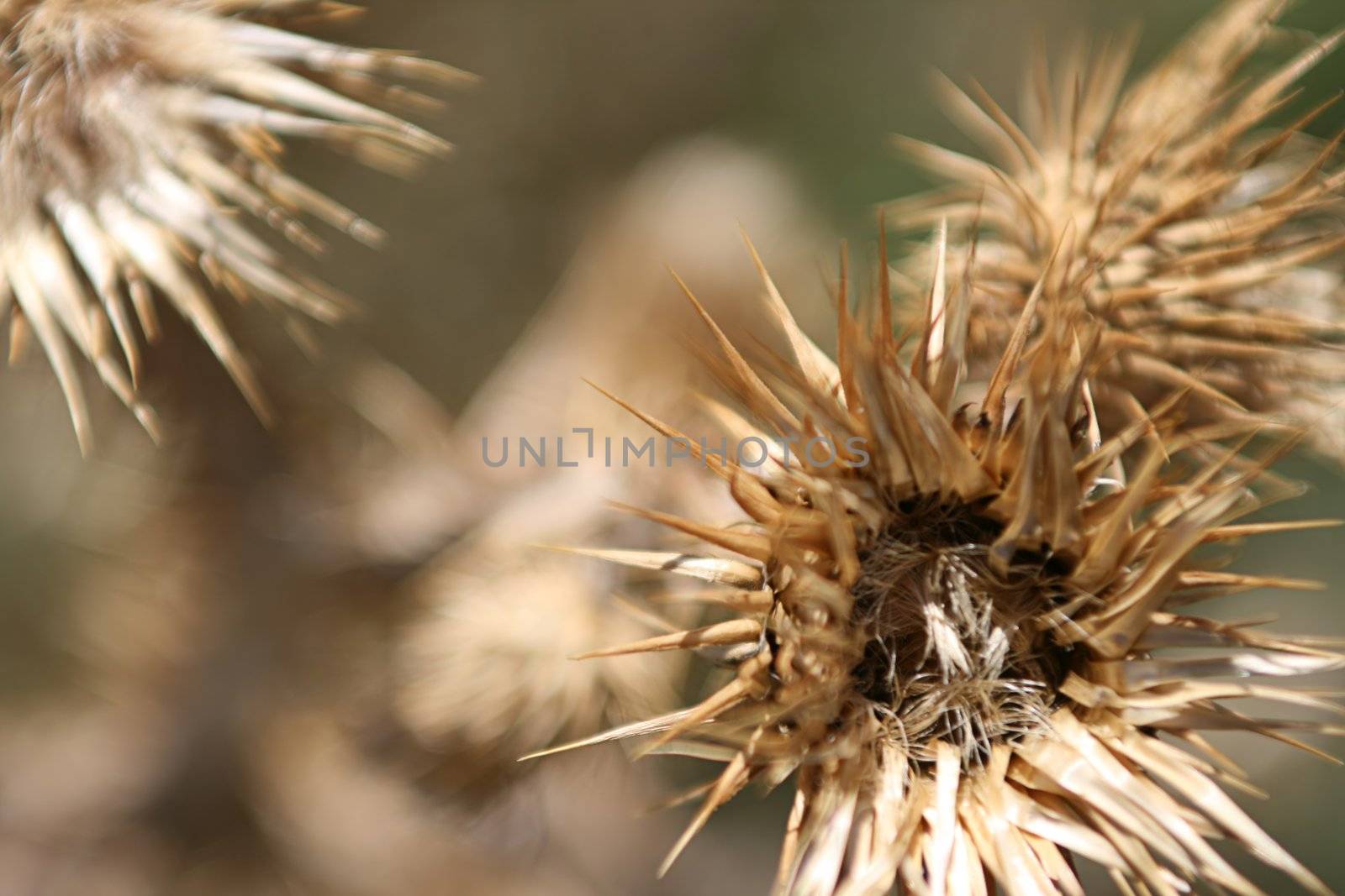 Macro dry weeds in the meadow